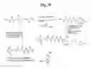 Fig. 32 - Monomethylvaline compounds capable of conjugation to ligands