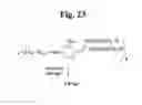 Fig. 25 - Monomethylvaline compounds capable of conjugation to ligands