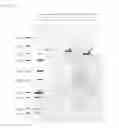 Fig. 03 - Recombinant avian infectious coryza vaccine and process for preparing same