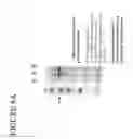 Fig. 07 - Mutant forms of streptolysin O