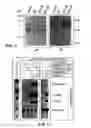 Fig. 04 - CDNA corresponding to the antigenome of nonsegmented negative strand RNA viruses, and process for the production of such viruses encoding additional antigenically active proteins