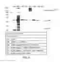 Fig. 05 - Immunogenic compositions for inducing an immune response to HIV