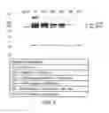 Fig. 06 - Immunogenic compositions for inducing an immune response to HIV