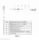 Fig. 08 - Immunogenic compositions for inducing an immune response to HIV