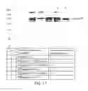 Fig. 12 - Immunogenic compositions for inducing an immune response to HIV