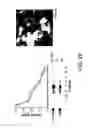 Fig. 05 - Virus-like particles (VLPs) prepared from chikungunya virus structural proteins