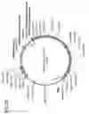 Fig. 91 - Virus-like particles (VLPs) prepared from chikungunya virus structural proteins