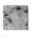 Fig. 03 - NANOEMULSION VACCINES