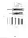 Fig. 27 - Single walled carbon nanotube/sirna complexes and methods related thereto
