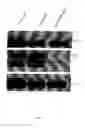 Fig. 31 - Single walled carbon nanotube/sirna complexes and methods related thereto