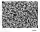 Fig. 01 - CERAMIC/STRUCTURAL PROTEIN COMPOSITES AND METHOD OF PREPARATION THEREOF