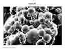 Fig. 08 - Injectable biomaterials