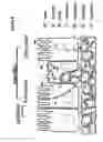 Fig. 09 - Pharmaceutical composition of nanoparticles for protein drug delivery