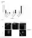 Fig. 05 - METHOD OF REDUCING MULTI-DRUG RESISTANCE USING INOSITOL TRIPYROPHOSPHATE