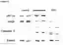 Fig. 12 - METHOD OF REDUCING MULTI-DRUG RESISTANCE USING INOSITOL TRIPYROPHOSPHATE