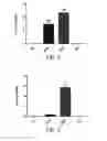 Fig. 02 - Use of A2B Adenosine Receptor Antagonists for Treating Pulmonary Hypertension