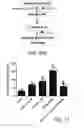 Fig. 08 - Use of A2B Adenosine Receptor Antagonists for Treating Pulmonary Hypertension