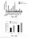 Fig. 10 - Use of A2B Adenosine Receptor Antagonists for Treating Pulmonary Hypertension