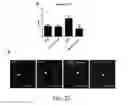 Fig. 18 - Use of A2B Adenosine Receptor Antagonists for Treating Pulmonary Hypertension