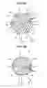Fig. 08 - Nitride crystal and method for producing the same