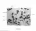 Fig. 09 - Artificial marble