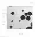 Fig. 11 - Artificial marble