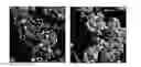 Fig. 01 - Process for producing polymeric electrolyte membrane