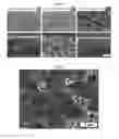 Fig. 06 - Anode-supported solid oxide fuel cell comprising a nanoporous layer having a pore gradient structure, and a production method therefor
