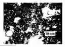 Fig. 01 - METHOD OF MANUFACTURING WAX-CONTAINING POLYMER PARTICLES