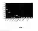 Fig. 23 - Biological control of nanoparticle nucleation, shape and crystal phase