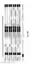 Fig. 33 - Means and methods for investigating nucleic acid sequences