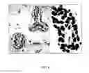 Fig. 07 - CANCER BIOMARKERS AND METHODS OF USE THEREOF