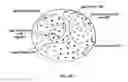 Fig. 11 - CANCER BIOMARKERS AND METHODS OF USE THEREOF
