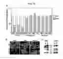 Fig. 12 - CANCER BIOMARKERS AND METHODS OF USE THEREOF
