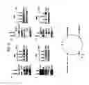 Fig. 13 - CANCER BIOMARKERS AND METHODS OF USE THEREOF