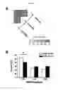 Fig. 03 - OLIGONUCLEOTIDES AND METHODS FOR DETERMINING SUSCEPTIBILITY TO SOFT TISSUE INJURIES