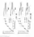 Fig. 03 - GENETIC POLYMORPHISMS IN THE PROSTATE-SPECIFIC ANTIGEN GENE PROMOTER