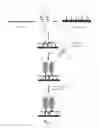 Fig. 02 - Signal Multiplexing and Signal Amplification