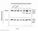 Fig. 07 - Compositions and methods for detecting mutations in JAK2 nucleic acid