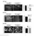 Fig. 05 - IDENTIFICATION OF NEUROPROTECTIVE AGENTS USING PRO-INFLAMMATORY HUMAN GLIAL CELLS