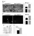 Fig. 06 - IDENTIFICATION OF NEUROPROTECTIVE AGENTS USING PRO-INFLAMMATORY HUMAN GLIAL CELLS
