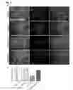 Fig. 08 - IDENTIFICATION OF NEUROPROTECTIVE AGENTS USING PRO-INFLAMMATORY HUMAN GLIAL CELLS
