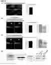 Fig. 11 - IDENTIFICATION OF NEUROPROTECTIVE AGENTS USING PRO-INFLAMMATORY HUMAN GLIAL CELLS