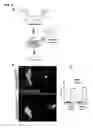 Fig. 12 - IDENTIFICATION OF NEUROPROTECTIVE AGENTS USING PRO-INFLAMMATORY HUMAN GLIAL CELLS