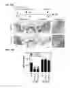 Fig. 13 - IDENTIFICATION OF NEUROPROTECTIVE AGENTS USING PRO-INFLAMMATORY HUMAN GLIAL CELLS