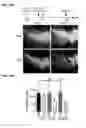 Fig. 14 - IDENTIFICATION OF NEUROPROTECTIVE AGENTS USING PRO-INFLAMMATORY HUMAN GLIAL CELLS
