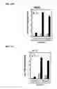 Fig. 19 - IDENTIFICATION OF NEUROPROTECTIVE AGENTS USING PRO-INFLAMMATORY HUMAN GLIAL CELLS