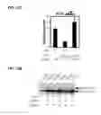 Fig. 23 - IDENTIFICATION OF NEUROPROTECTIVE AGENTS USING PRO-INFLAMMATORY HUMAN GLIAL CELLS