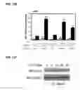 Fig. 24 - IDENTIFICATION OF NEUROPROTECTIVE AGENTS USING PRO-INFLAMMATORY HUMAN GLIAL CELLS