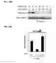 Fig. 25 - IDENTIFICATION OF NEUROPROTECTIVE AGENTS USING PRO-INFLAMMATORY HUMAN GLIAL CELLS